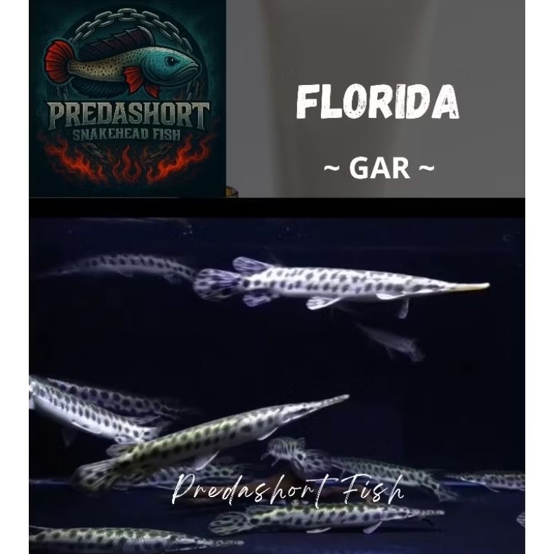 koleksi Florida Gar Berkualitas