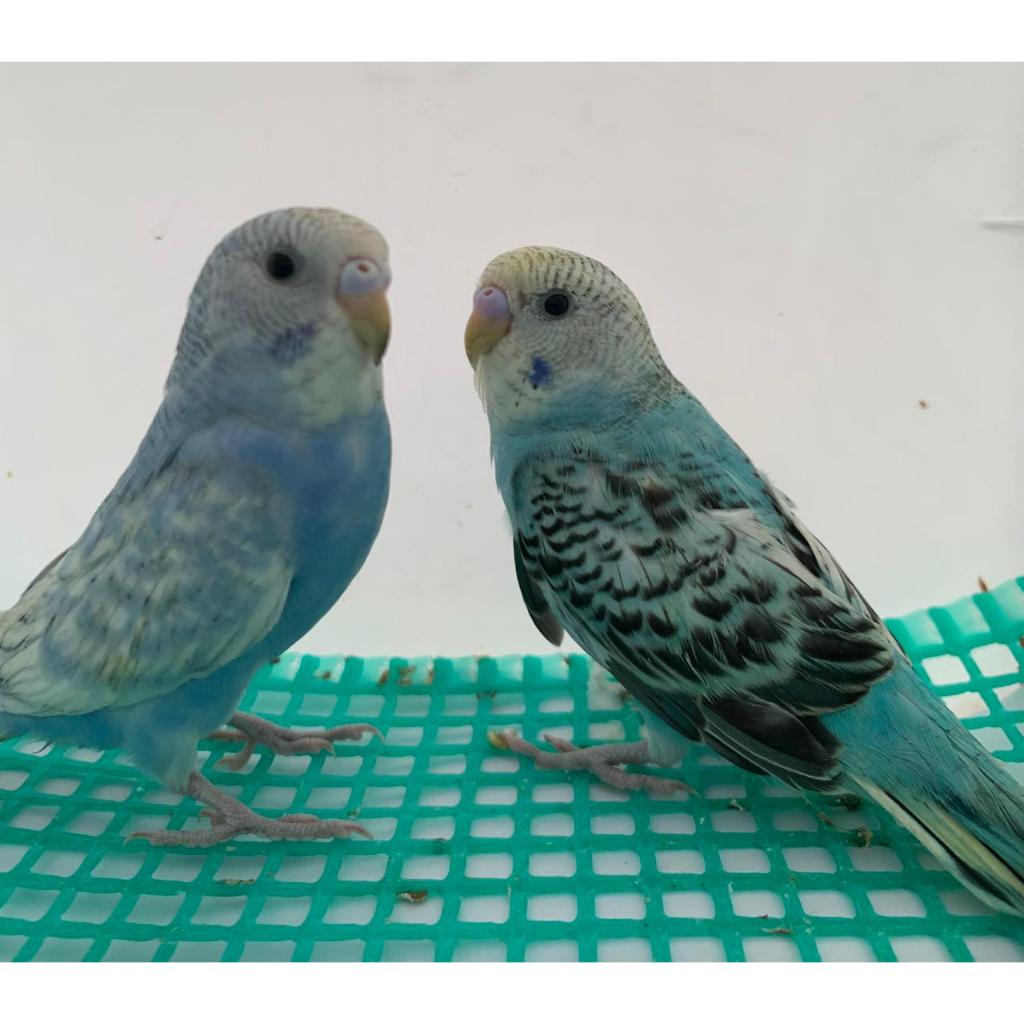 Burung Parkit Burung Hias Parkit Lokal sepasang