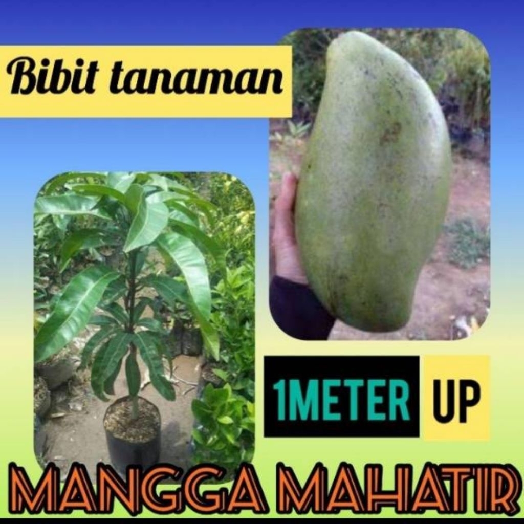 Bibit Mangga Mahatir Okulasi Tinggi ±1 Meter