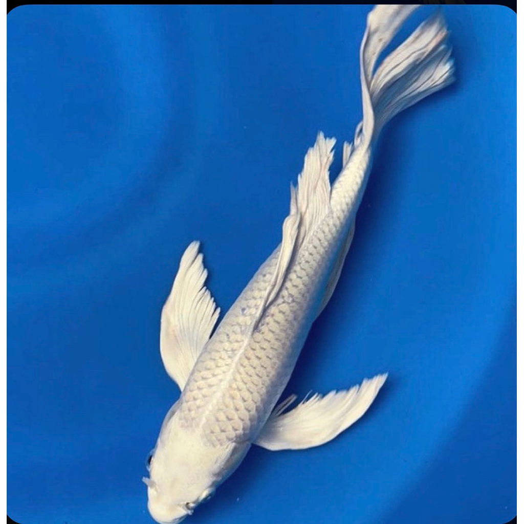 PROMO MURAH koi platinum slayer super cantik size 20-25cm Blitar grade A
