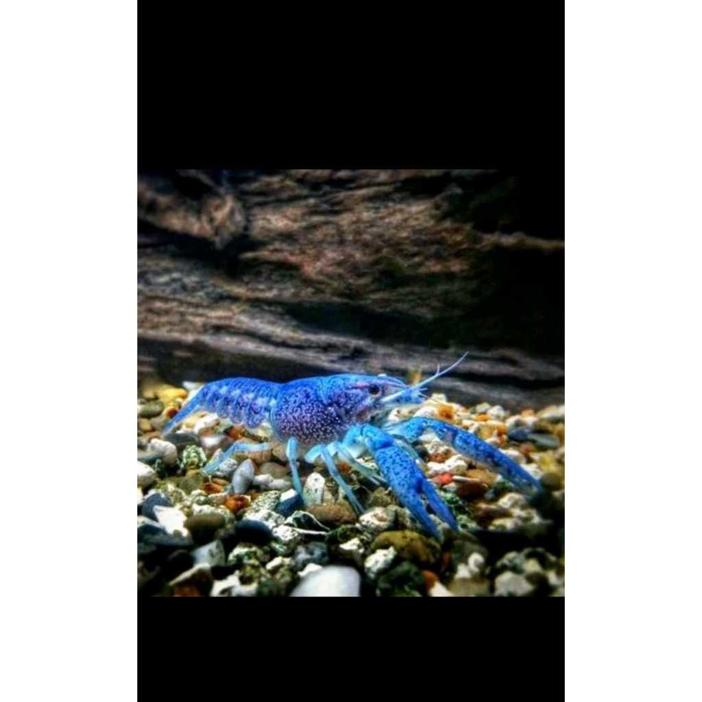 ( O ) LOBSTER AIR TAWAR WARNA BIRU MERAH PUTIH - ETALASE