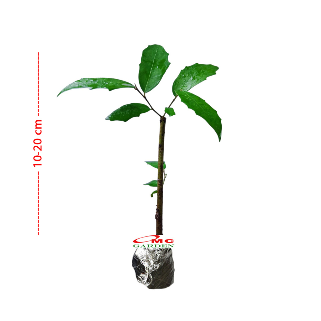 Bibit Bonsai Bonsae Beringin Amplas Putih Ficus Ampelas 10-20