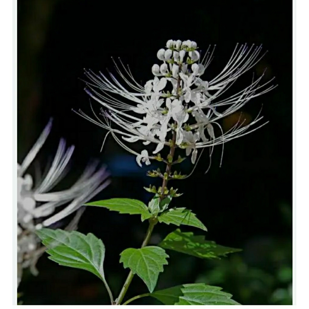 Tanaman Kumis Kucing Segar  - Diuretik, Antiinflamasi, Antibakteri
