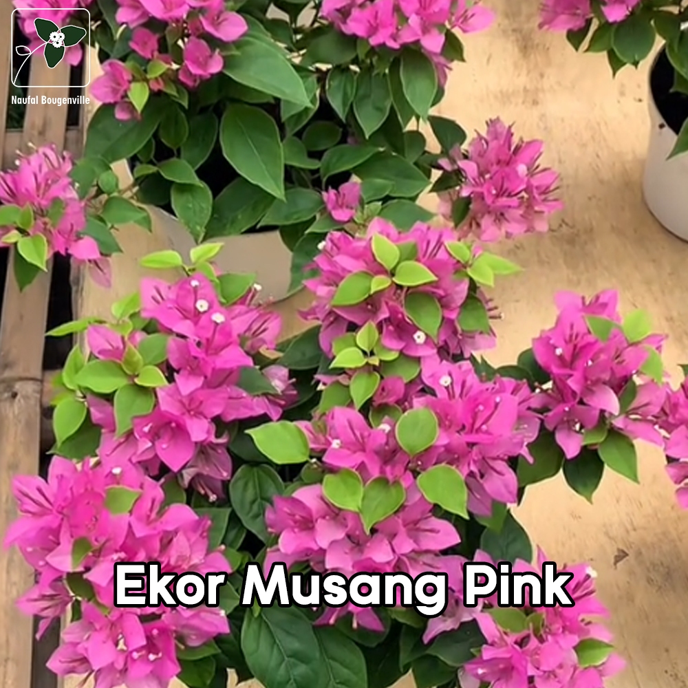 Bougenville ekor musang pink