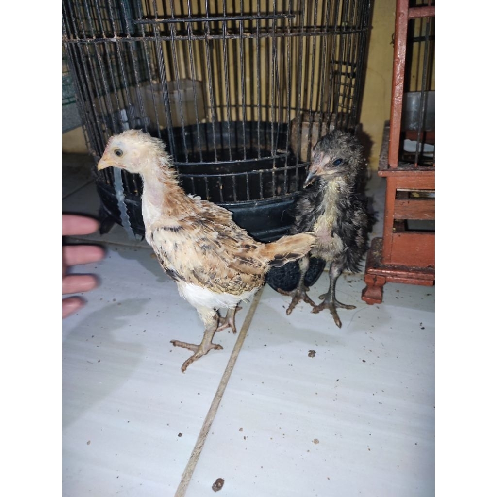 Anakan ayam kampung asli sepasang