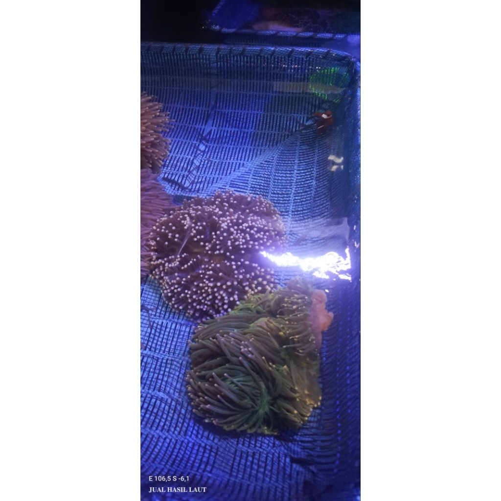 ANEMON CLOWN TIP PUTIH/ BIOTA LAUT