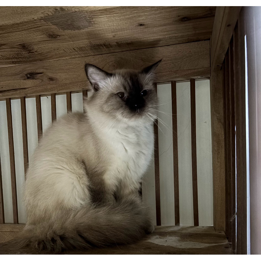 ragdoll sealpoint jantan