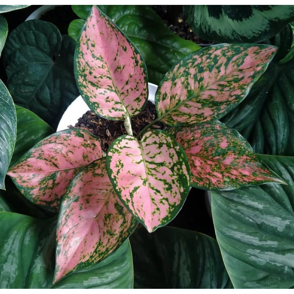 TANAMAN AGLONEMA RUBY PINK BISA COD || AGLONEMA PINK RUBY SIAP KIRIM