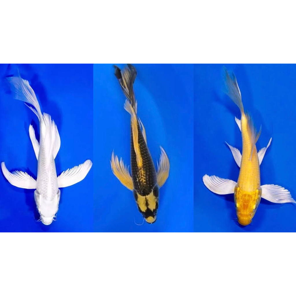 SPESIAL SELEYER SUPER platinum ogon kabuto sz 9-11cm