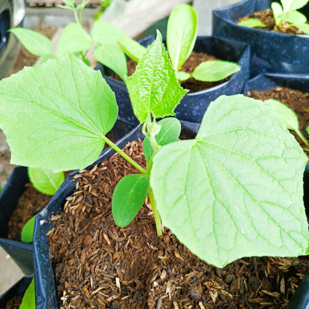 Bibit Tanaman Timun Baby