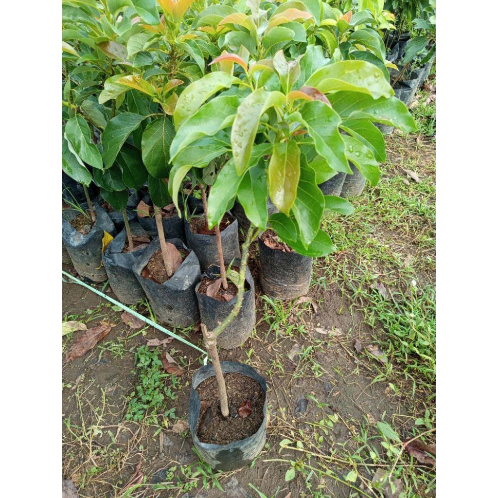 bibit buah alpukat kelud