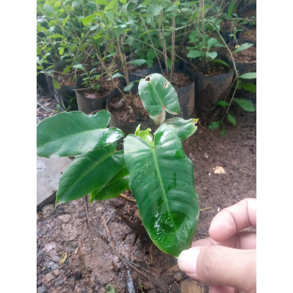 Philodendron Burle Marx