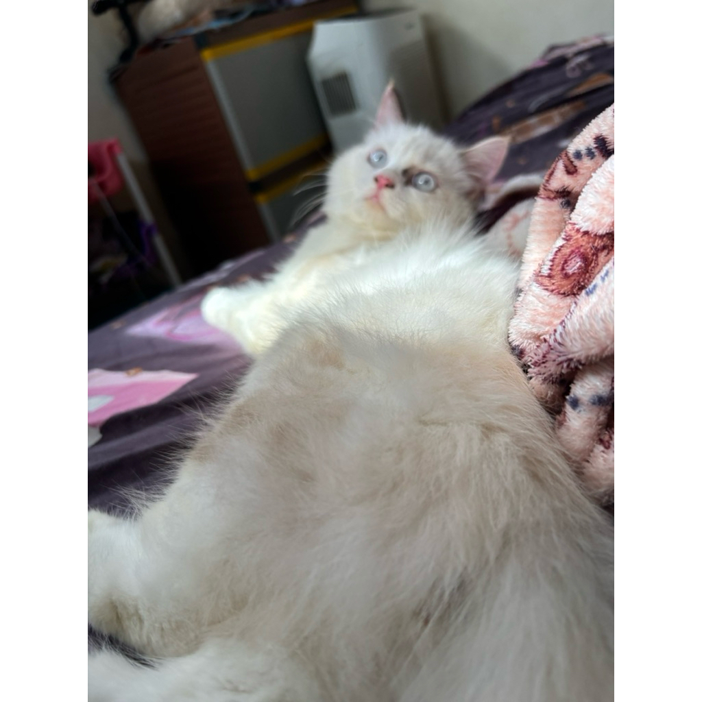 kitten ragdoll betina