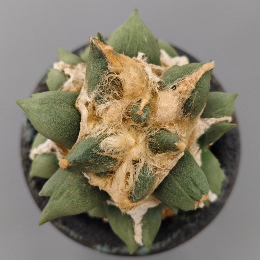 Ariocarpus retusus cv. Maruibo Pectinatus