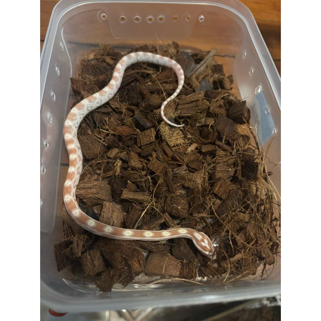 CORN SNAKE ALBINO BUTTER HYPO MOTLEY (4 GEN)