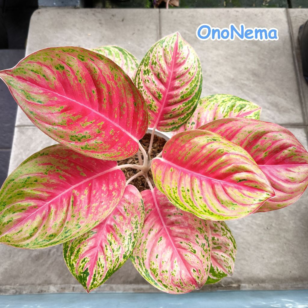 Aglonema Andini Dewasa