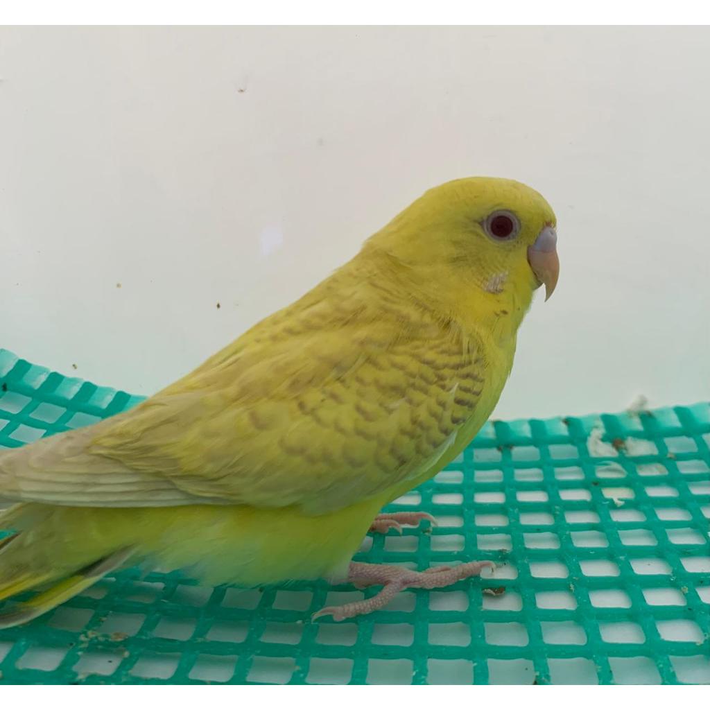 Burung Parkit Lutino Lucu Parkit Lokal Burung Parkit terbaik