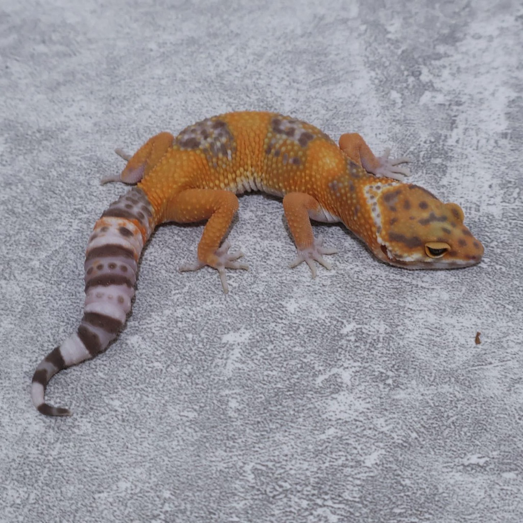 Figur Gecko Tangerine Tremper