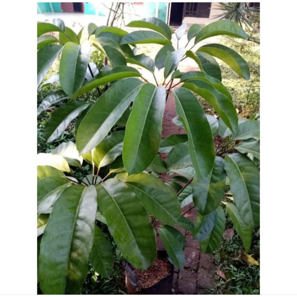 tanaman walisongo daun besar