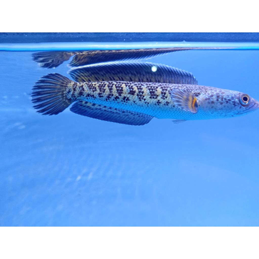 Ikan Channa Auranti Ukuran 13-15cm Grade AA++