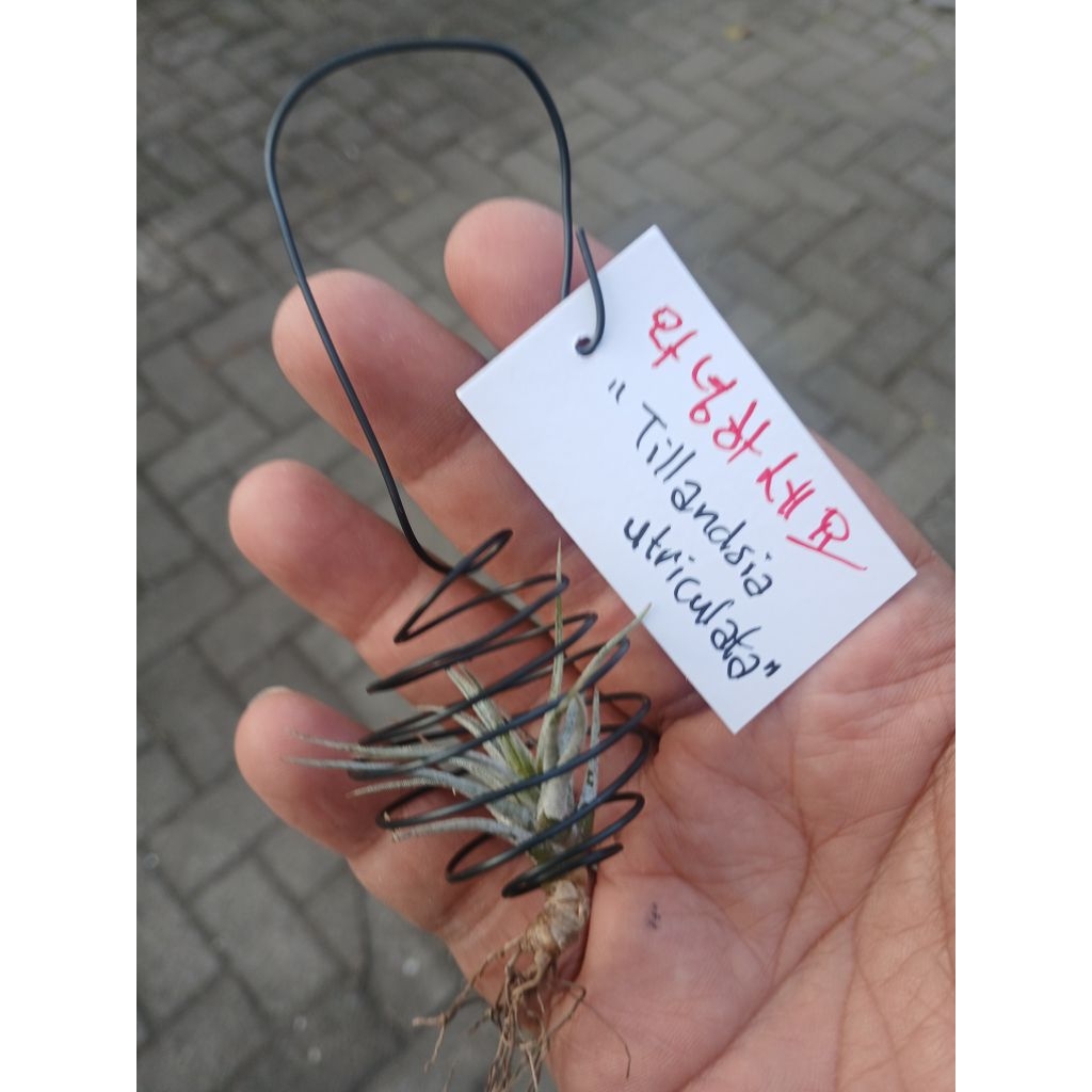 Tillandsia Utriculata Air Plant Tanaman Udara bonus kawat spiral beehive