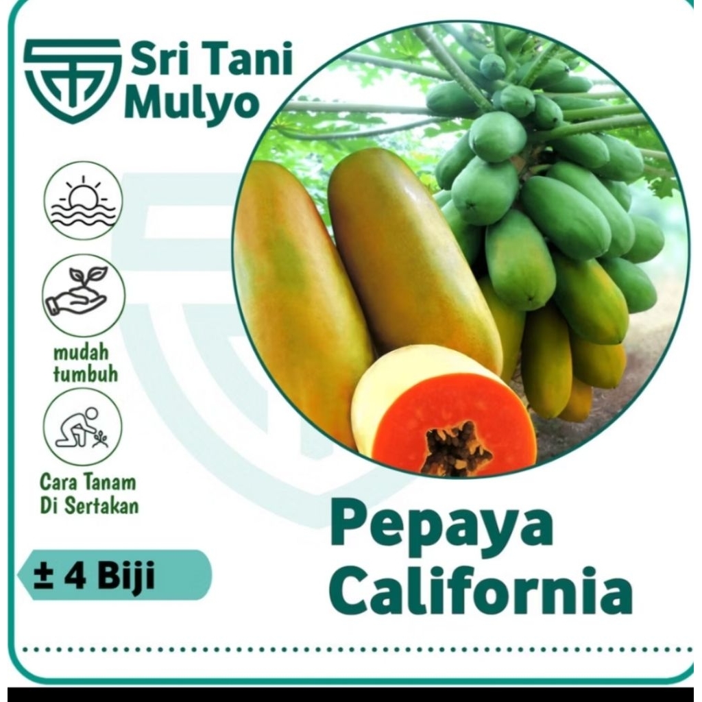 4 benih unggul Pepaya California/ Pepaya California Biji Bibit Pepaya / Benih Buah kangkung