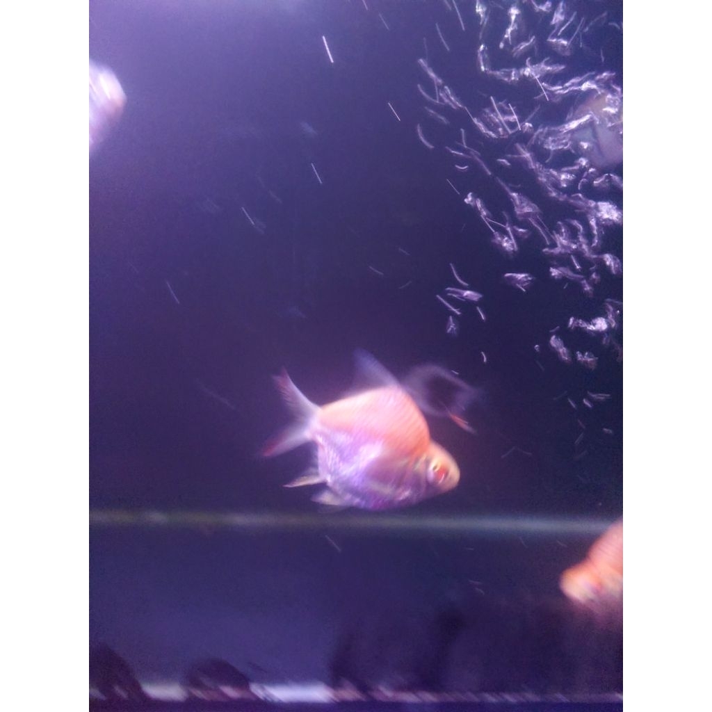 kaviat sb king/kapiat/sb king/kaviat/perlengkapan aquarium