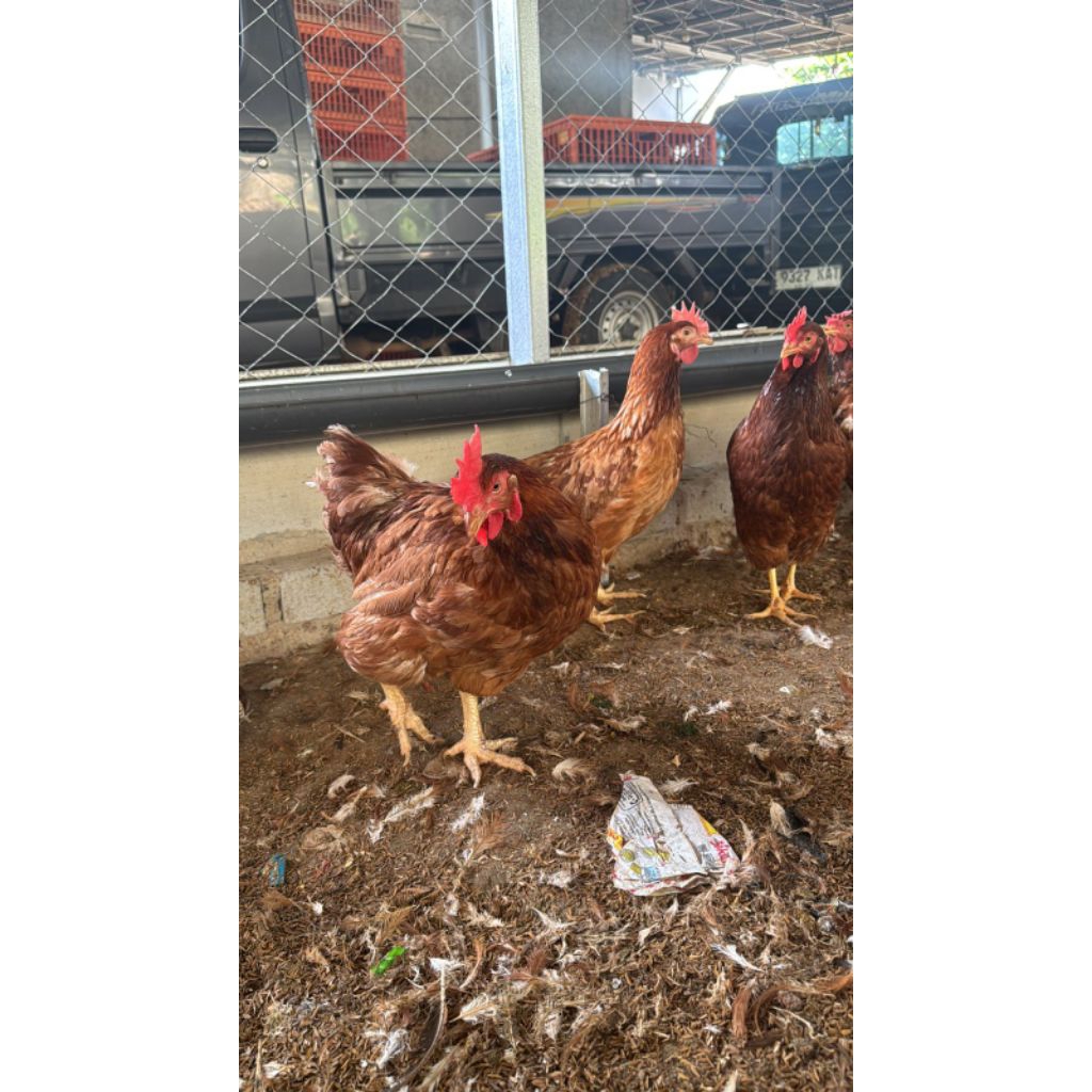 ayam petelur ayam merah ayam pullet layer produksi
