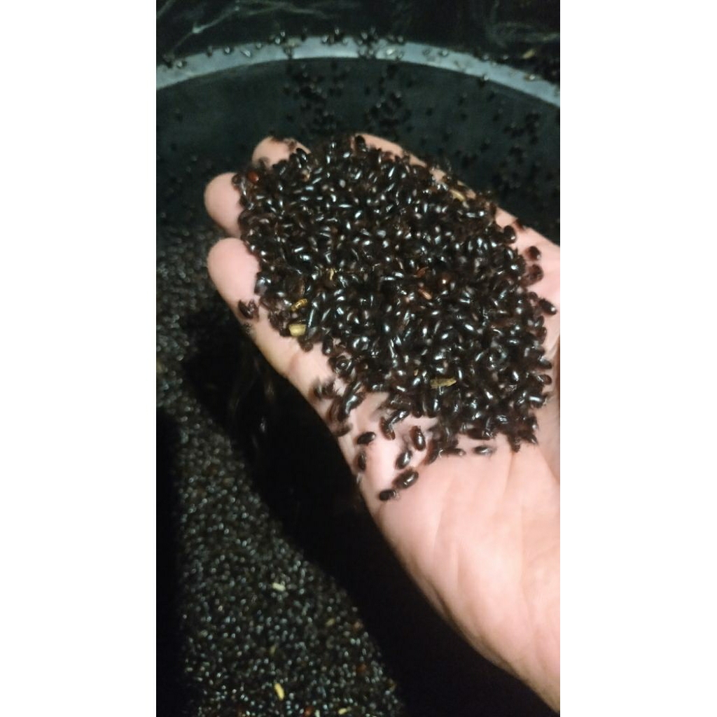 kepik/kumbang ulat kandang 1ons