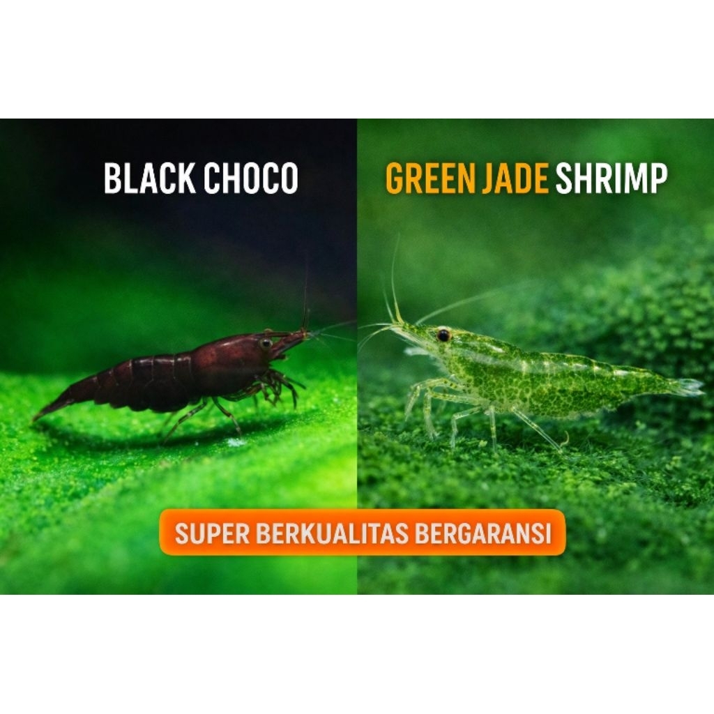 PAKET UDANG HIAS AQUARIUM AQUASCAPE - UDANG HIAS AIR TAWAR - PEMBERSIH AQUARIUM AQUASCAPE - HIASAN A
