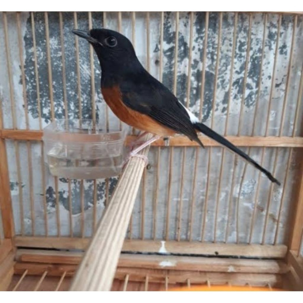 Murai batu medan betina siapan prospek