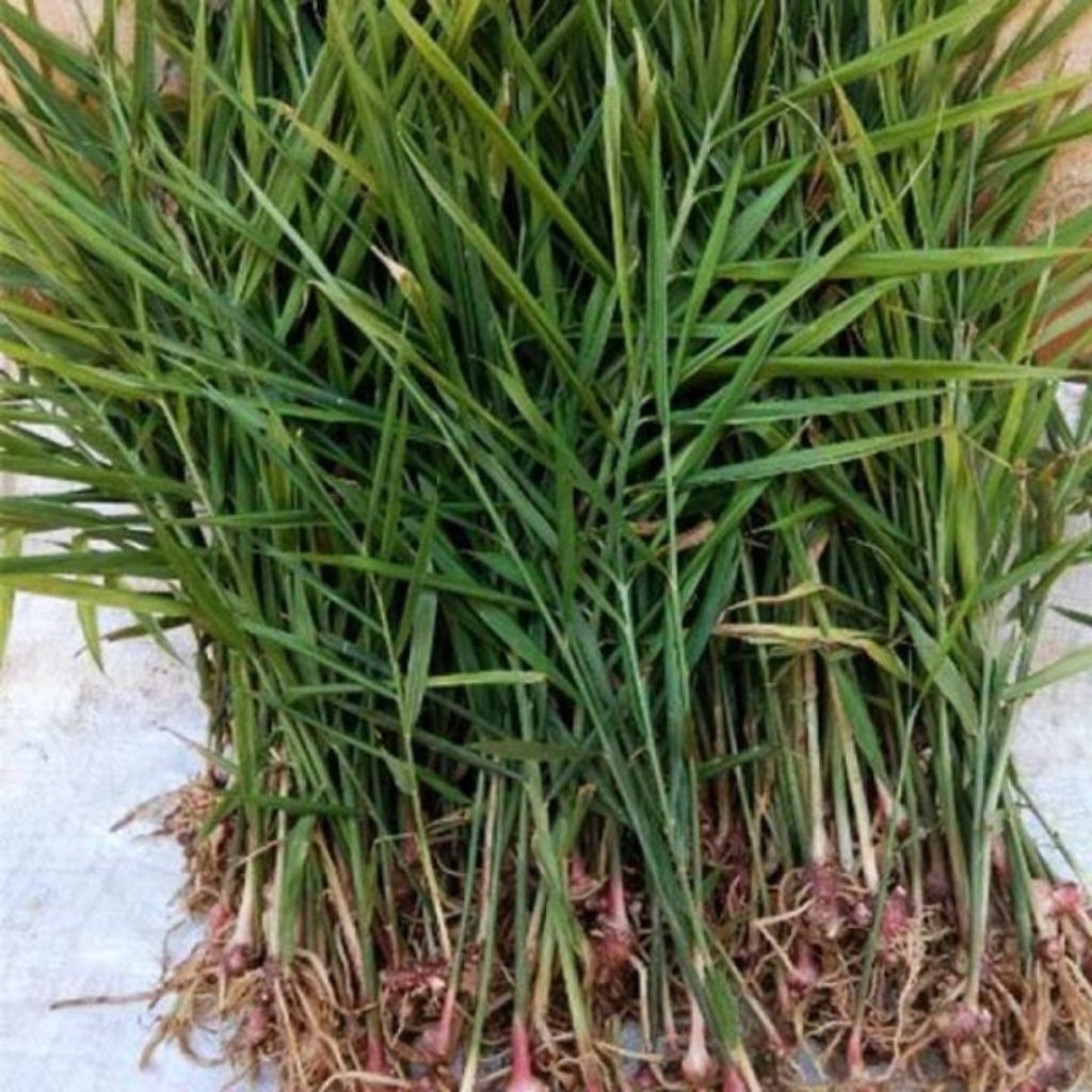 bibit jahe merah siap tanam super unggulan