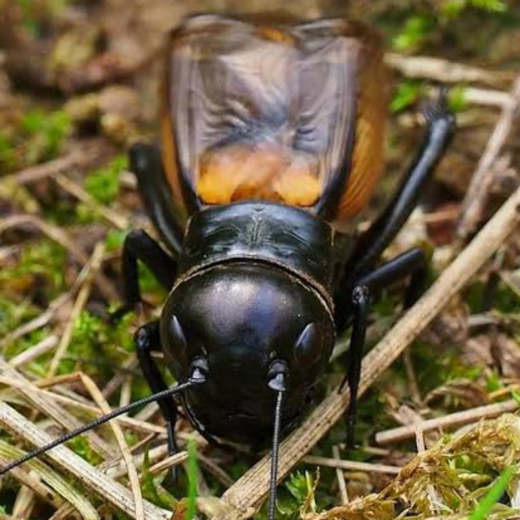 Masteran Burung Jangkrik Hidup Bunyi Nyaring