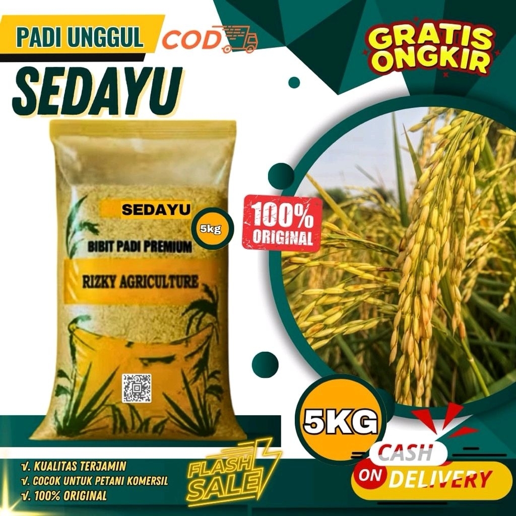 BENIH PADI BIBIT PADI SEDAYU UNGGUL 5 KG