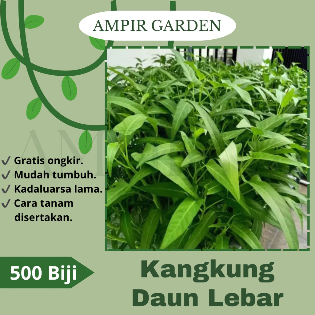 500 Biji Benih KANGKUNG DAUN LEBAR - Bibit Sayuran Kangkung Tumis Kangkung Daun Lebar