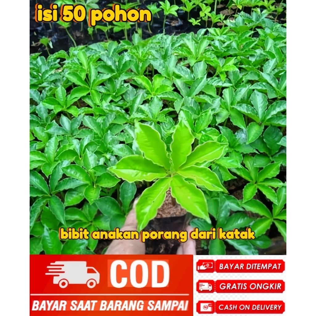 JUAL BIBIT ANAKAN PORANG ISI 50 POHON BIBIT UNGGUL SIAP TANAM