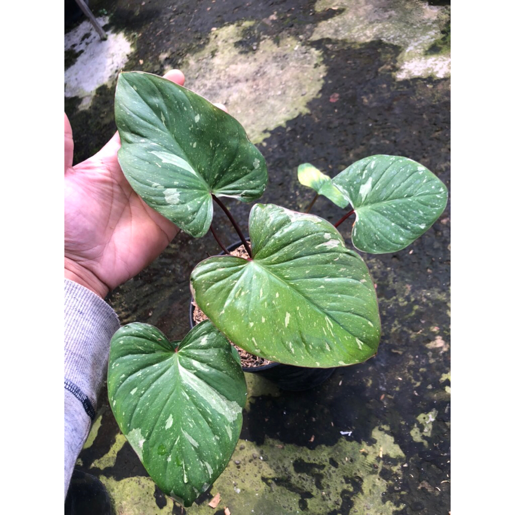 Tanaman Hias Homalomena Variegata / Homa  Thai Constallation pink /Homa pink stardust