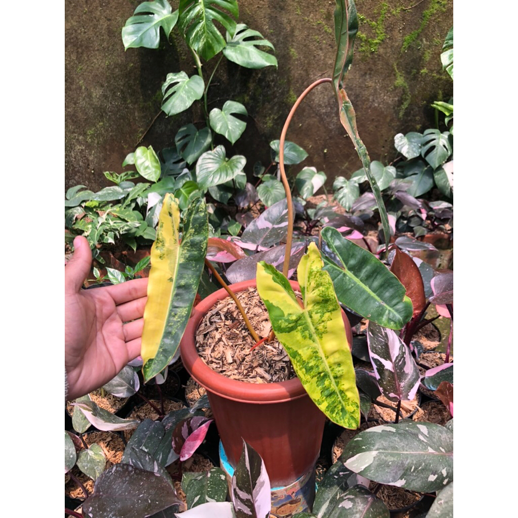 Tanaman Hias Philodendron Kabel Busi Variegata / Philodendron Billietiae Variegata