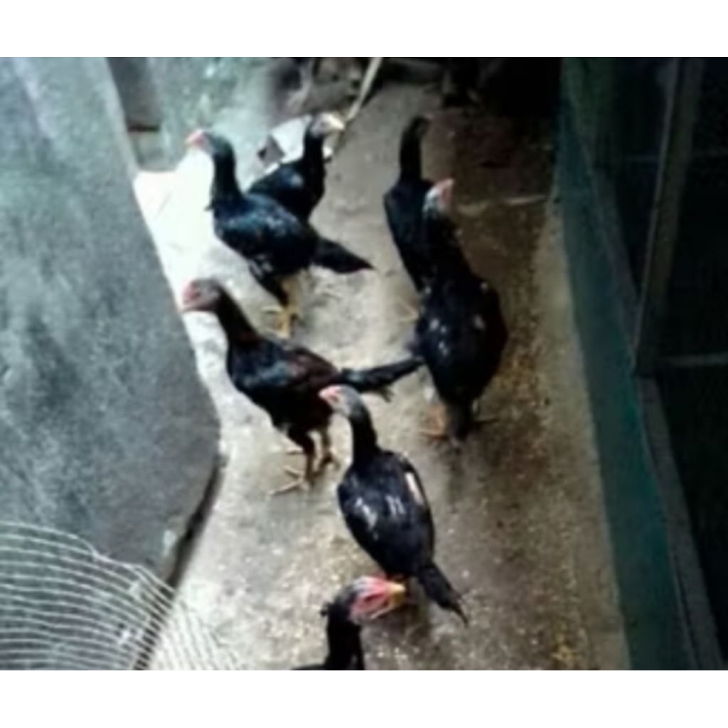 Anak ayam Bangkok