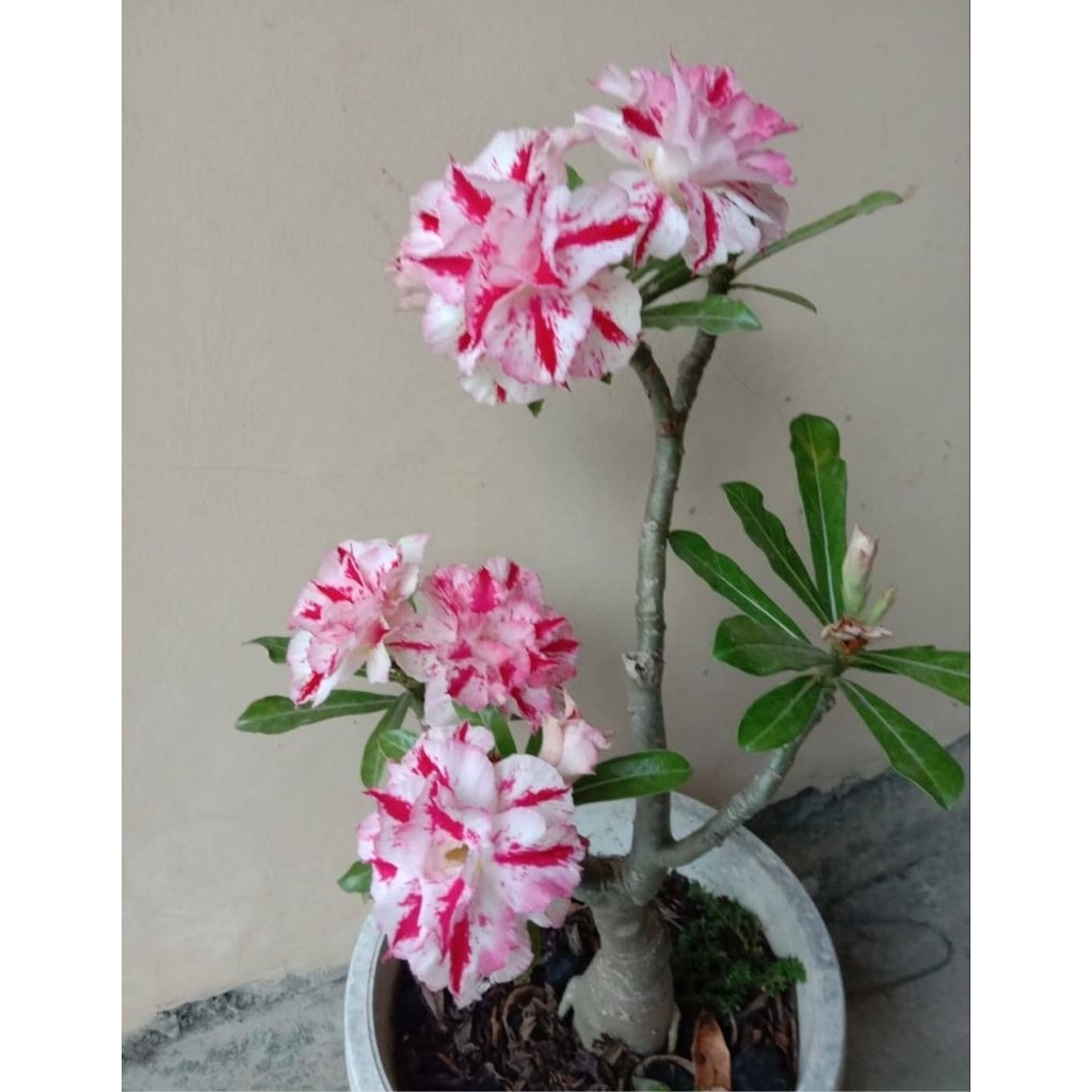 adenium bunga tumpuk merah