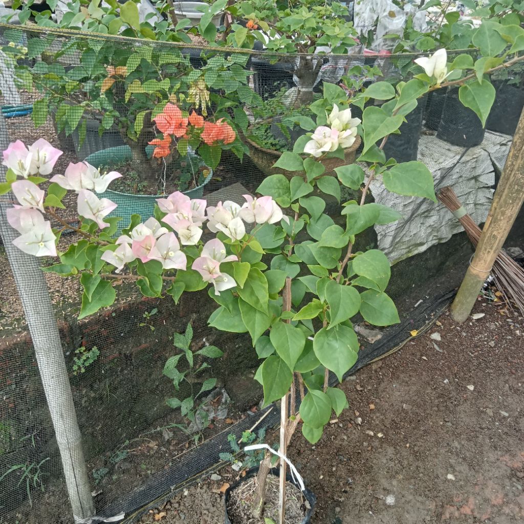 bougenville bengawan solo ori