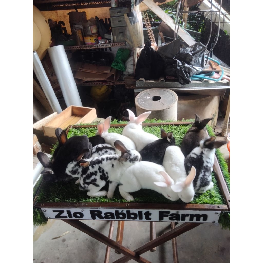 anakan kelinci Rex 2 bulan