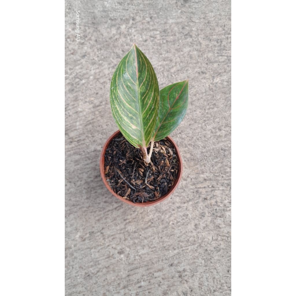 Aglonema KRESNA GOLDEN (Size Baby Daun 2+) (5)