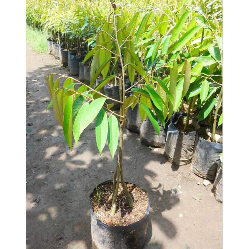 bibit durian kaki 3 cepat berbuah