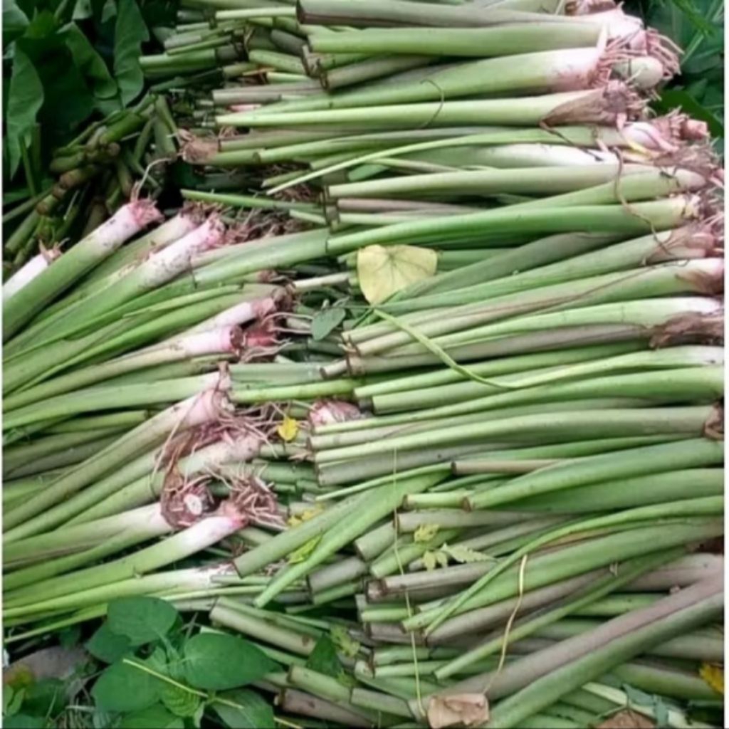 BIBIT TALAS BOGOR,TALAS PRATAMA,/5 BIBIT