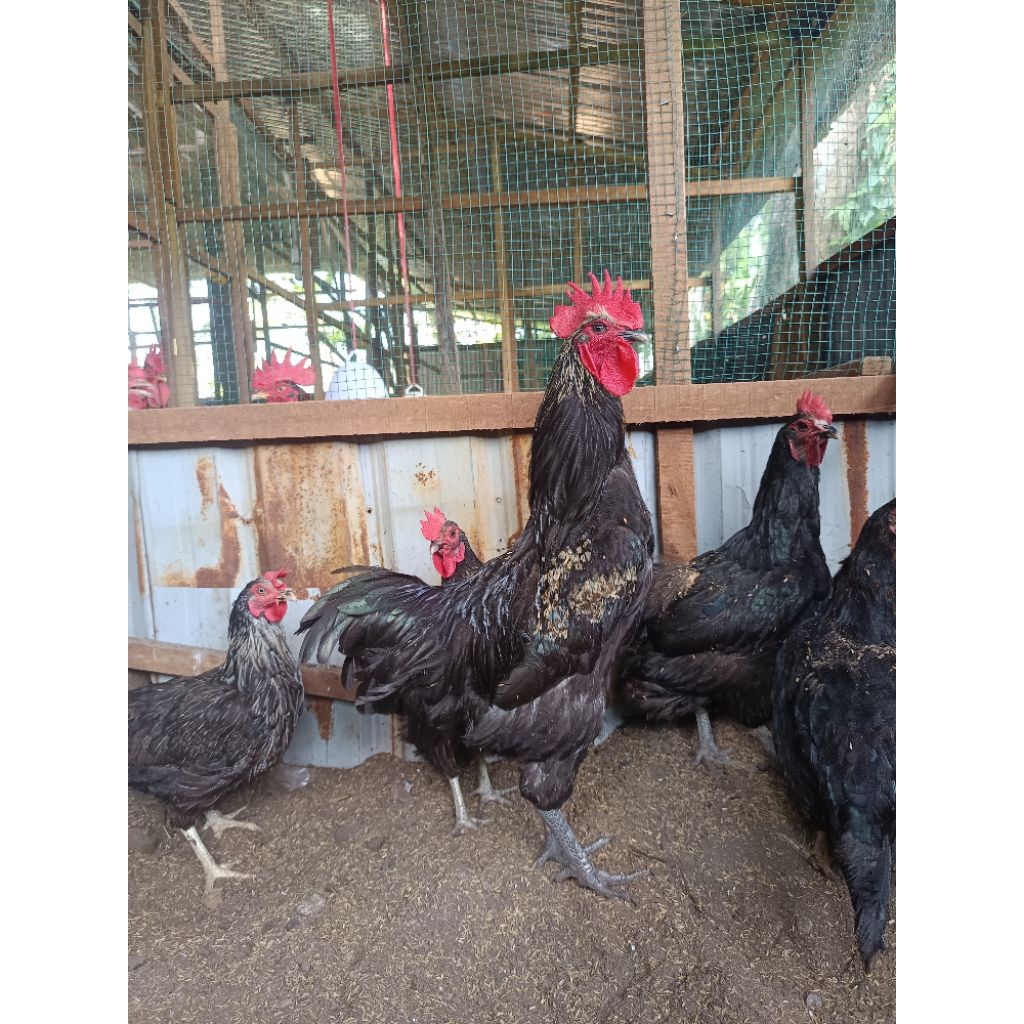 Telur tetas / telur fertil Ayam BP3 ori