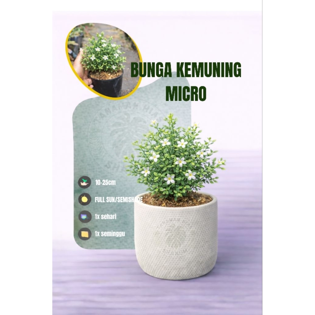 PROMO Tanaman hias kemuning micro bunga super wangi - kemuning mikro - kemuning micro - bahan bonsai