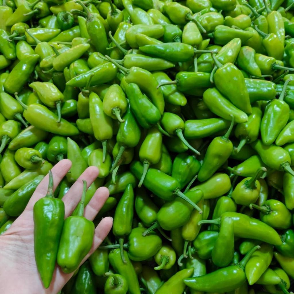 Cabe besar hijau Thai hiam ciau singkawang pontianak CABE SEGAR KALIMANTAN THAI HIAM CIAO CABE BESAR