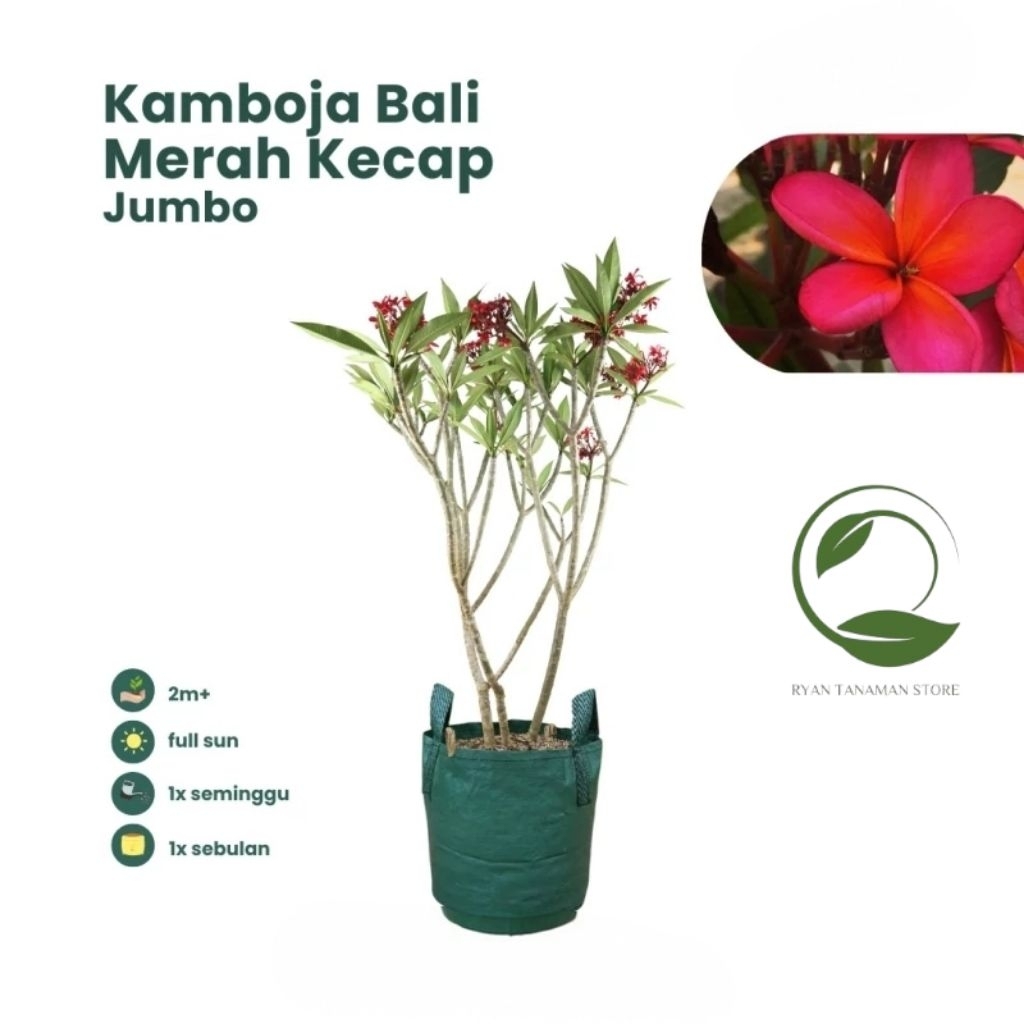 Tanaman Hias Kamboja Bali Merah Kecap Jumbo - Tanaman Kamboja Bali Bunga Merah Kecap Tinggi