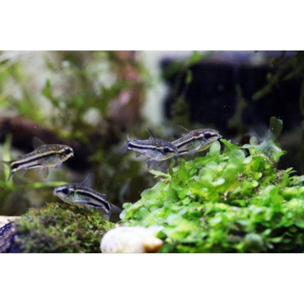 Corydoras Pigmy